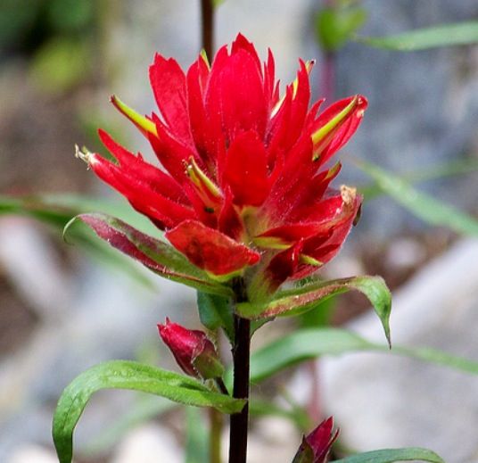 Indian Paintbrush Flower Remedy