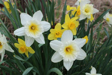 Load image into Gallery viewer, Daffodil Flower Remedy
