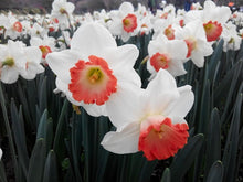 Load image into Gallery viewer, Daffodil Flower Remedy