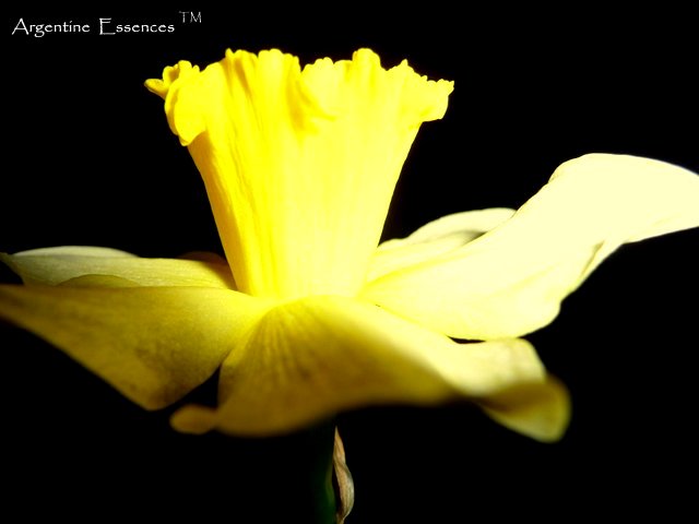 Yellow Daffodil Flower Essence (Moonlight)
