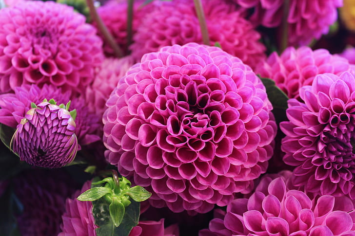 Ranunculus Flower Essence – Petite Fleur