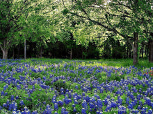 Load image into Gallery viewer, Bluebonnet Flower Remedy
