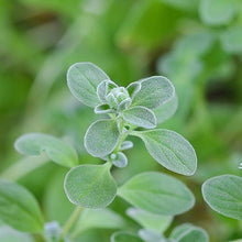 Load image into Gallery viewer, Knotted Marjoram Flower Essence