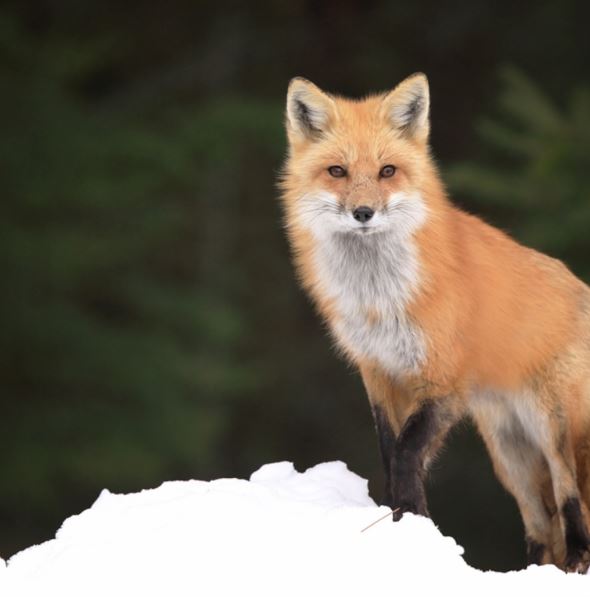 Fox Vibrational Animal Essence Remedy