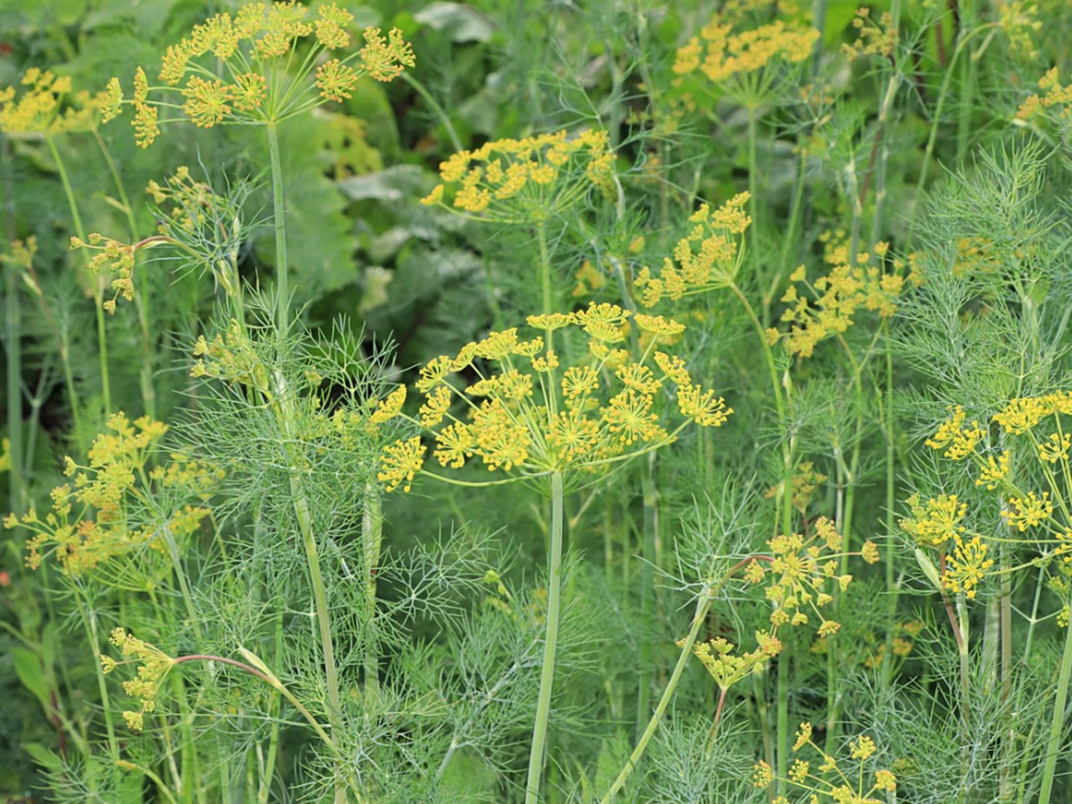 Dill Flower Essence – Petite Fleur