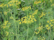 Load image into Gallery viewer, Dill Flower Essence
