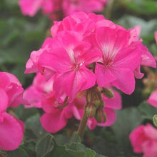 Load image into Gallery viewer, Pink Geranium flower Remedy
