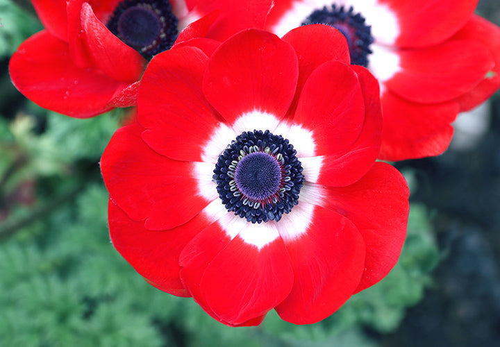 Anemone " the wind flower" Flower Remedy