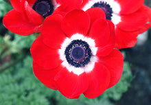 Load image into Gallery viewer, Anemone " the wind flower" Flower Remedy