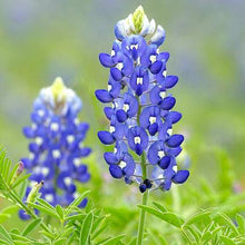 Load image into Gallery viewer, Bluebonnet Flower Remedy