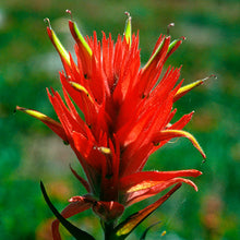 Load image into Gallery viewer, Indian Paintbrush Flower Remedy
