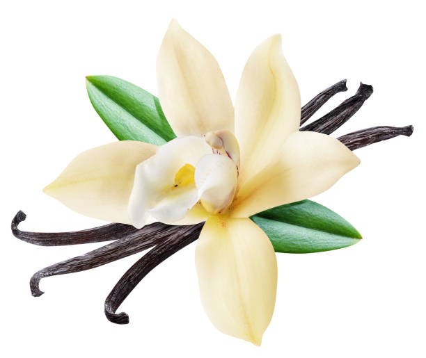 Vanilla Flower Essence – Petite Fleur