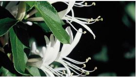 Madressilva SG Flower Remedy