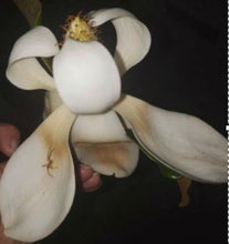 Load image into Gallery viewer, Magnolia De Magdalene Flower Remedy (Moonlight)