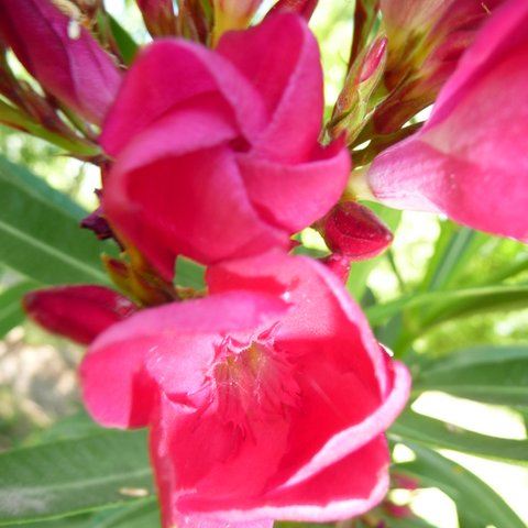 Magenta Oleander Flower Remedy