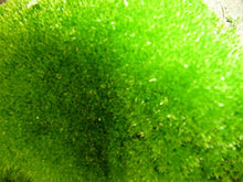 Load image into Gallery viewer, Magical Moss Flower Essence Remedy