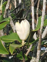 Load image into Gallery viewer, " Magnolia De Yeshua " Flower Essence | New Earth Collection