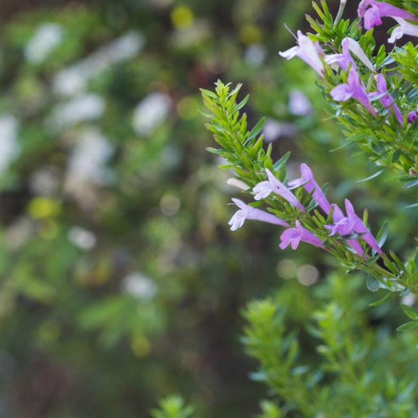 Mexican Oregano Flower Essence
