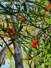 Load image into Gallery viewer, Red Mistletoe Flower Remedy