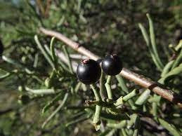 Red Mistletoe Flower Remedy