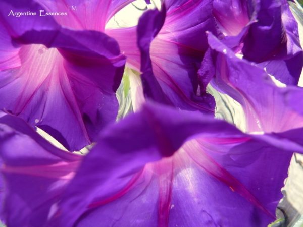 Morning Glory Flower Essence