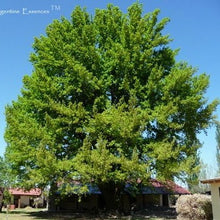 Load image into Gallery viewer, Bur Oak Tree Vibrational Healing  Remedy By Argentine Essences Exclusively At Starseed Essence Shoppe