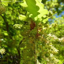 Load image into Gallery viewer, Bur Oak Tree Vibrational Healing  Remedy By Argentine Essences Exclusively At Starseed Essence Shoppe