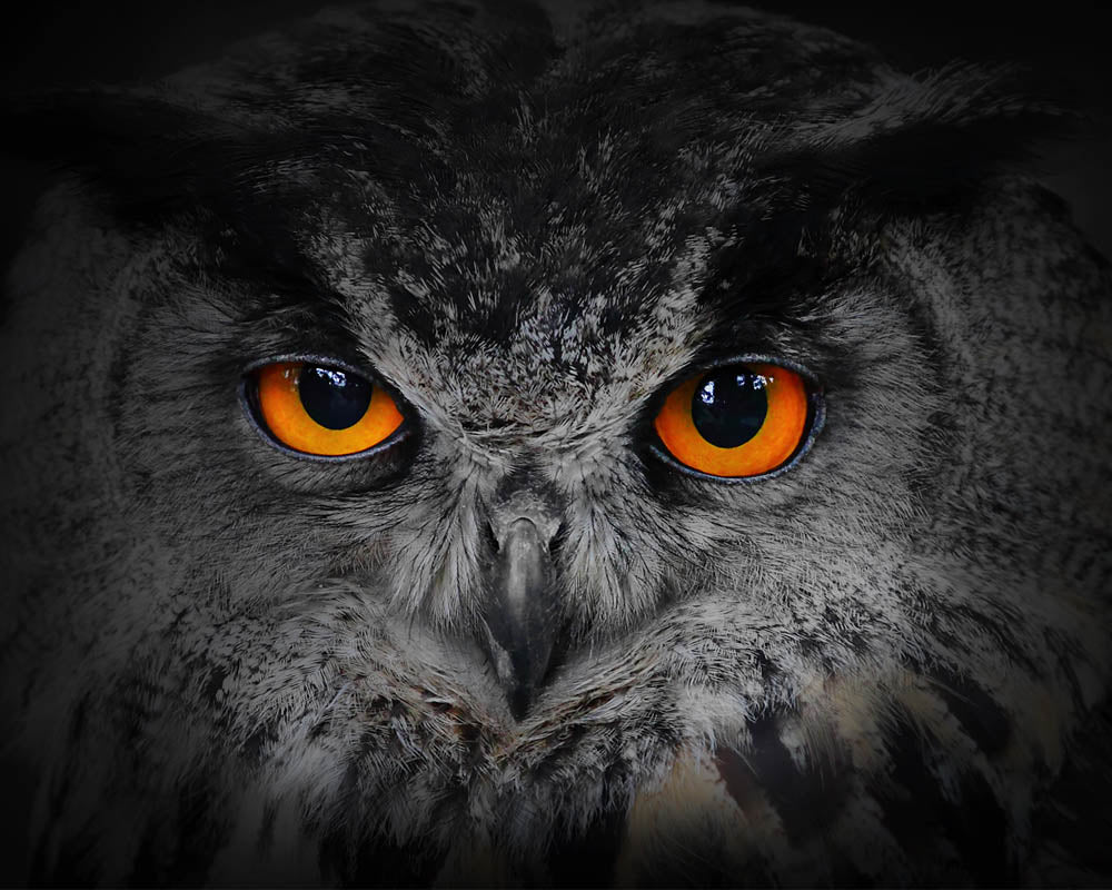 Owl Animal Vibrational Remedy