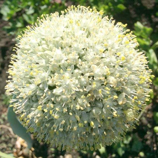 Onion Flower Essence – Petite Fleur