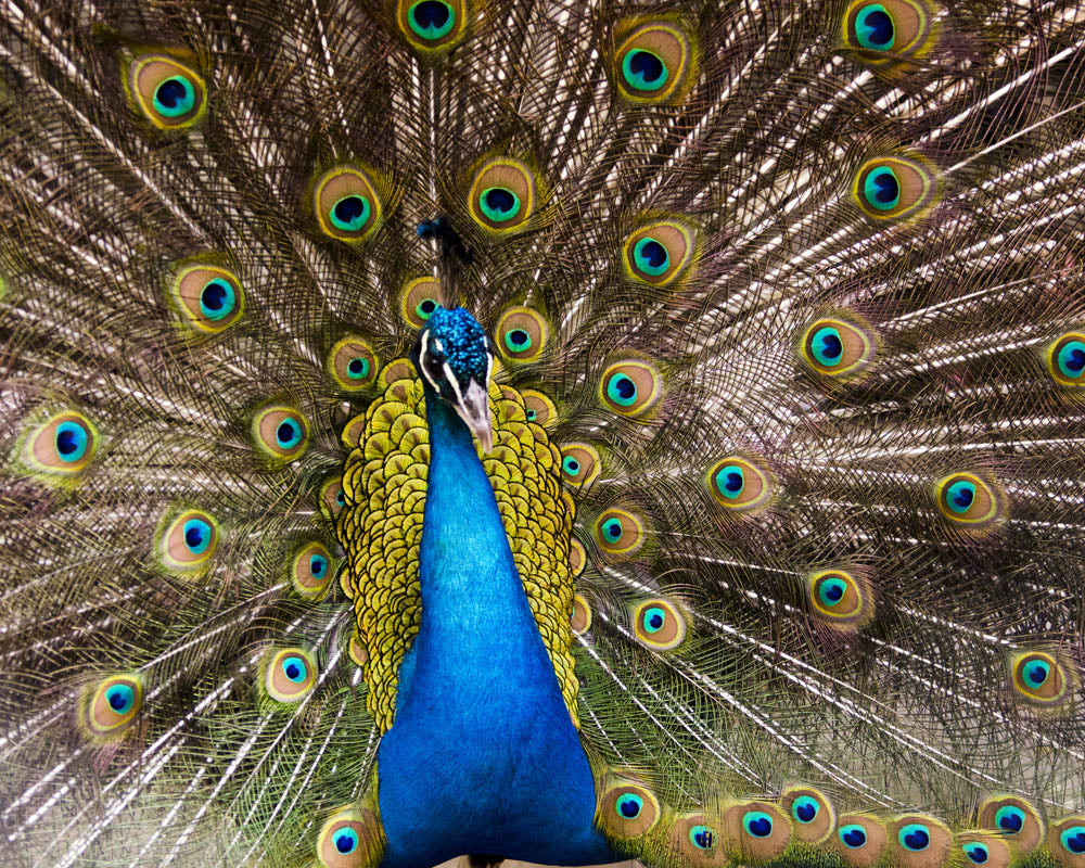Peacock Vibrational Remedy