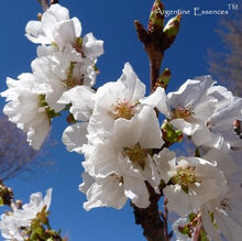 Load image into Gallery viewer, Pear Blossom Flower Remedy