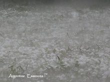 Load image into Gallery viewer, Argentinian " Pelusa" Essence Remedy