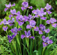 Load image into Gallery viewer, Purple Iris Flower Remedy