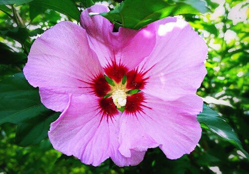 Rose of Sharon Flower Essence – Petite Fleur