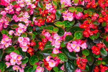 Load image into Gallery viewer, Begonia Flower Remedy