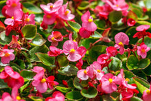 Load image into Gallery viewer, Begonia Flower Remedy