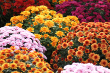 Load image into Gallery viewer, Garden Mum Flower Essence
