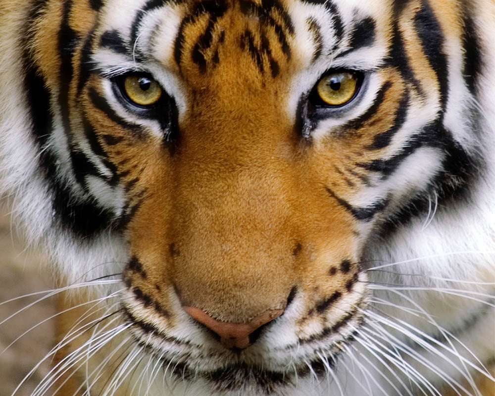 Tiger Remedy Vibrational Remedy