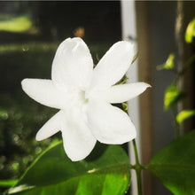 Load image into Gallery viewer, Arabian White Jasmine Flower Remedy