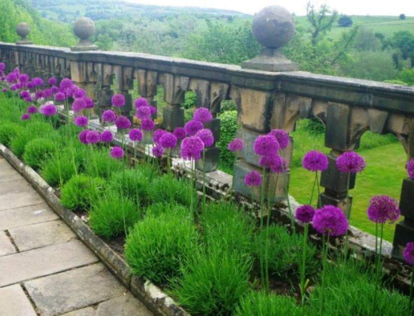 Florais De St.Germain
