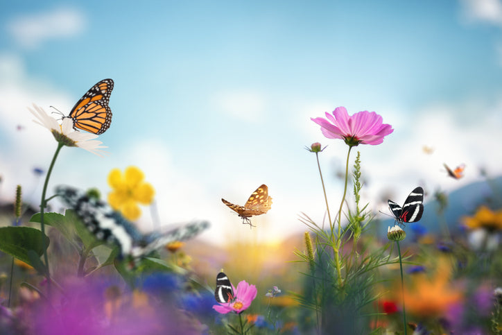 Butterfly Remedies