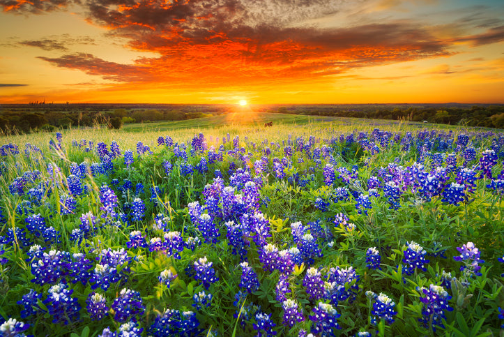 Texas Wildflowers AromaHealth