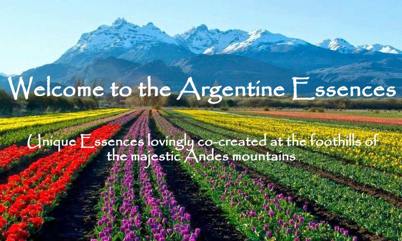 The Andes Mountains a rainbow field of flowers