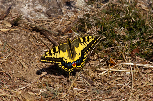 Anise Swallowtail Butterfly Remedy