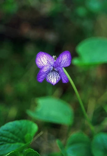 Alaskan Violet Flower Essence