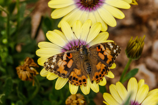 American Lady Butterfly Remedy
