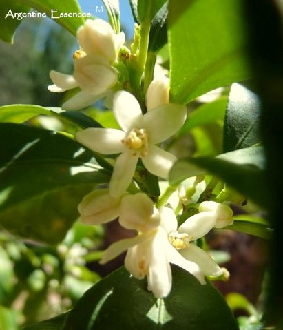 Kumquat Flower Remedy