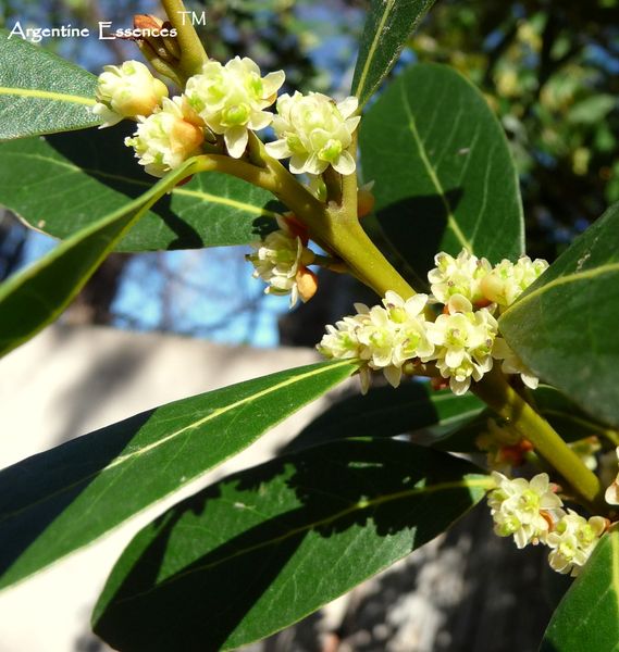Bay Flower Essence Remedy