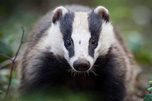 Badger Vibrational Essence | Wild Earth Animal Essences