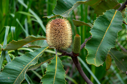 Banksia Robur - Flower Essence